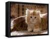 Domestic Cat, 8-Week, Portrait of Red Persian-Cross Male Kitten, Playing Under Fringed Cover-Jane Burton-Framed Stretched Canvas