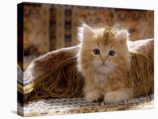 Domestic Cat, 8-Week, Portrait of Red Persian-Cross Male Kitten, Playing Under Fringed Cover-Jane Burton-Stretched Canvas
