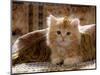 Domestic Cat, 8-Week, Portrait of Red Persian-Cross Male Kitten, Playing Under Fringed Cover-Jane Burton-Mounted Premium Photographic Print