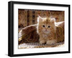 Domestic Cat, 8-Week, Portrait of Red Persian-Cross Male Kitten, Playing Under Fringed Cover-Jane Burton-Framed Photographic Print