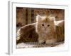 Domestic Cat, 8-Week, Portrait of Red Persian-Cross Male Kitten, Playing Under Fringed Cover-Jane Burton-Framed Photographic Print