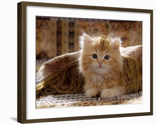 Domestic Cat, 8-Week, Portrait of Red Persian-Cross Male Kitten, Playing Under Fringed Cover-Jane Burton-Framed Photographic Print