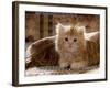 Domestic Cat, 8-Week, Portrait of Red Persian-Cross Male Kitten, Playing Under Fringed Cover-Jane Burton-Framed Photographic Print