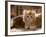 Domestic Cat, 8-Week, Portrait of Red Persian-Cross Male Kitten, Playing Under Fringed Cover-Jane Burton-Framed Photographic Print