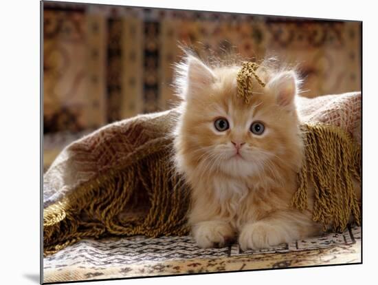 Domestic Cat, 8-Week, Portrait of Red Persian-Cross Male Kitten, Playing Under Fringed Cover-Jane Burton-Mounted Photographic Print