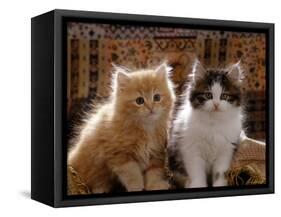 Domestic Cat, 8-Week, Red and Tabby White Persian Cross Kittens-Jane Burton-Framed Stretched Canvas