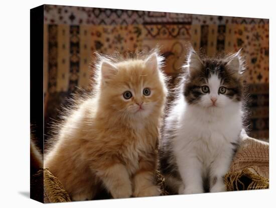 Domestic Cat, 8-Week, Red and Tabby White Persian Cross Kittens-Jane Burton-Stretched Canvas