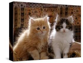 Domestic Cat, 8-Week, Red and Tabby White Persian Cross Kittens-Jane Burton-Stretched Canvas