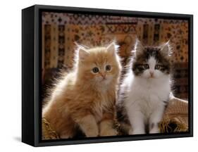 Domestic Cat, 8-Week, Red and Tabby White Persian Cross Kittens-Jane Burton-Framed Stretched Canvas