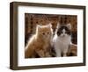 Domestic Cat, 8-Week, Red and Tabby White Persian Cross Kittens-Jane Burton-Framed Premium Photographic Print