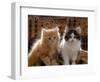 Domestic Cat, 8-Week, Red and Tabby White Persian Cross Kittens-Jane Burton-Framed Premium Photographic Print