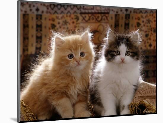 Domestic Cat, 8-Week, Red and Tabby White Persian Cross Kittens-Jane Burton-Mounted Premium Photographic Print