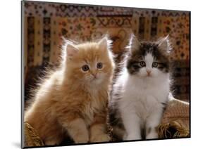 Domestic Cat, 8-Week, Red and Tabby White Persian Cross Kittens-Jane Burton-Mounted Premium Photographic Print