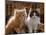 Domestic Cat, 8-Week, Red and Tabby White Persian Cross Kittens-Jane Burton-Mounted Premium Photographic Print