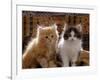 Domestic Cat, 8-Week, Red and Tabby White Persian Cross Kittens-Jane Burton-Framed Photographic Print