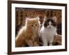 Domestic Cat, 8-Week, Red and Tabby White Persian Cross Kittens-Jane Burton-Framed Photographic Print