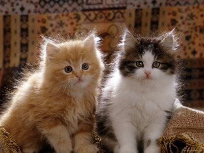 Domestic Cat 8 Week Red and Tabby White Persian Cross Kittens