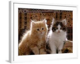 Domestic Cat, 8-Week, Red and Tabby White Persian Cross Kittens-Jane Burton-Framed Photographic Print