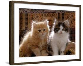 Domestic Cat, 8-Week, Red and Tabby White Persian Cross Kittens-Jane Burton-Framed Photographic Print