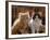 Domestic Cat, 8-Week, Red and Tabby White Persian Cross Kittens-Jane Burton-Framed Photographic Print