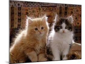 Domestic Cat, 8-Week, Red and Tabby White Persian Cross Kittens-Jane Burton-Mounted Photographic Print