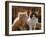 Domestic Cat, 8-Week, Red and Tabby White Persian Cross Kittens-Jane Burton-Framed Photographic Print