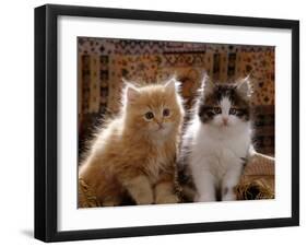 Domestic Cat, 8-Week, Red and Tabby White Persian Cross Kittens-Jane Burton-Framed Photographic Print