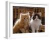 Domestic Cat, 8-Week, Red and Tabby White Persian Cross Kittens-Jane Burton-Framed Photographic Print