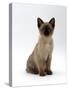 Domestic Cat, 8-Week Seal-Point Tonkinese Kitten Sitting-Jane Burton-Stretched Canvas