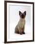 Domestic Cat, 8-Week Seal-Point Tonkinese Kitten Sitting-Jane Burton-Framed Photographic Print