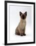 Domestic Cat, 8-Week Seal-Point Tonkinese Kitten Sitting-Jane Burton-Framed Photographic Print