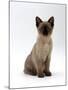 Domestic Cat, 8-Week Seal-Point Tonkinese Kitten Sitting-Jane Burton-Mounted Photographic Print
