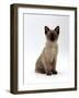 Domestic Cat, 8-Week Seal-Point Tonkinese Kitten Sitting-Jane Burton-Framed Photographic Print