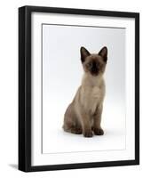 Domestic Cat, 8-Week Seal-Point Tonkinese Kitten Sitting-Jane Burton-Framed Photographic Print