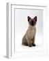 Domestic Cat, 8-Week Seal-Point Tonkinese Kitten Sitting-Jane Burton-Framed Photographic Print