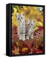 Domestic Cat, 8-Week, Silver Tabby Kittens Among Heather and Autumnal Leaves-Jane Burton-Framed Stretched Canvas