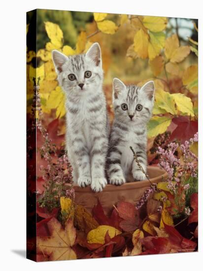 Domestic Cat, 8-Week, Silver Tabby Kittens Among Heather and Autumnal Leaves-Jane Burton-Stretched Canvas