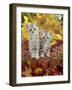 Domestic Cat, 8-Week, Silver Tabby Kittens Among Heather and Autumnal Leaves-Jane Burton-Framed Photographic Print