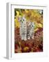 Domestic Cat, 8-Week, Silver Tabby Kittens Among Heather and Autumnal Leaves-Jane Burton-Framed Photographic Print