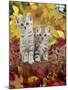 Domestic Cat, 8-Week, Silver Tabby Kittens Among Heather and Autumnal Leaves-Jane Burton-Mounted Photographic Print