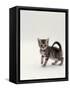 Domestic Cat, 8-Week, Silver Tortoiseshell Kitten-Jane Burton-Framed Stretched Canvas