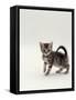 Domestic Cat, 8-Week, Silver Tortoiseshell Kitten-Jane Burton-Framed Stretched Canvas