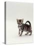 Domestic Cat, 8-Week, Silver Tortoiseshell Kitten-Jane Burton-Stretched Canvas