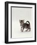 Domestic Cat, 8-Week, Silver Tortoiseshell Kitten-Jane Burton-Framed Premium Photographic Print