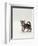Domestic Cat, 8-Week, Silver Tortoiseshell Kitten-Jane Burton-Framed Premium Photographic Print