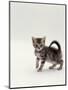 Domestic Cat, 8-Week, Silver Tortoiseshell Kitten-Jane Burton-Mounted Premium Photographic Print