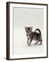 Domestic Cat, 8-Week, Silver Tortoiseshell Kitten-Jane Burton-Framed Photographic Print