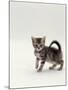 Domestic Cat, 8-Week, Silver Tortoiseshell Kitten-Jane Burton-Mounted Photographic Print