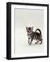 Domestic Cat, 8-Week, Silver Tortoiseshell Kitten-Jane Burton-Framed Photographic Print