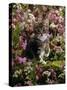 Domestic Cat, 8-Week, Tabby Among Red Campion and Hedge Parsley-Jane Burton-Stretched Canvas